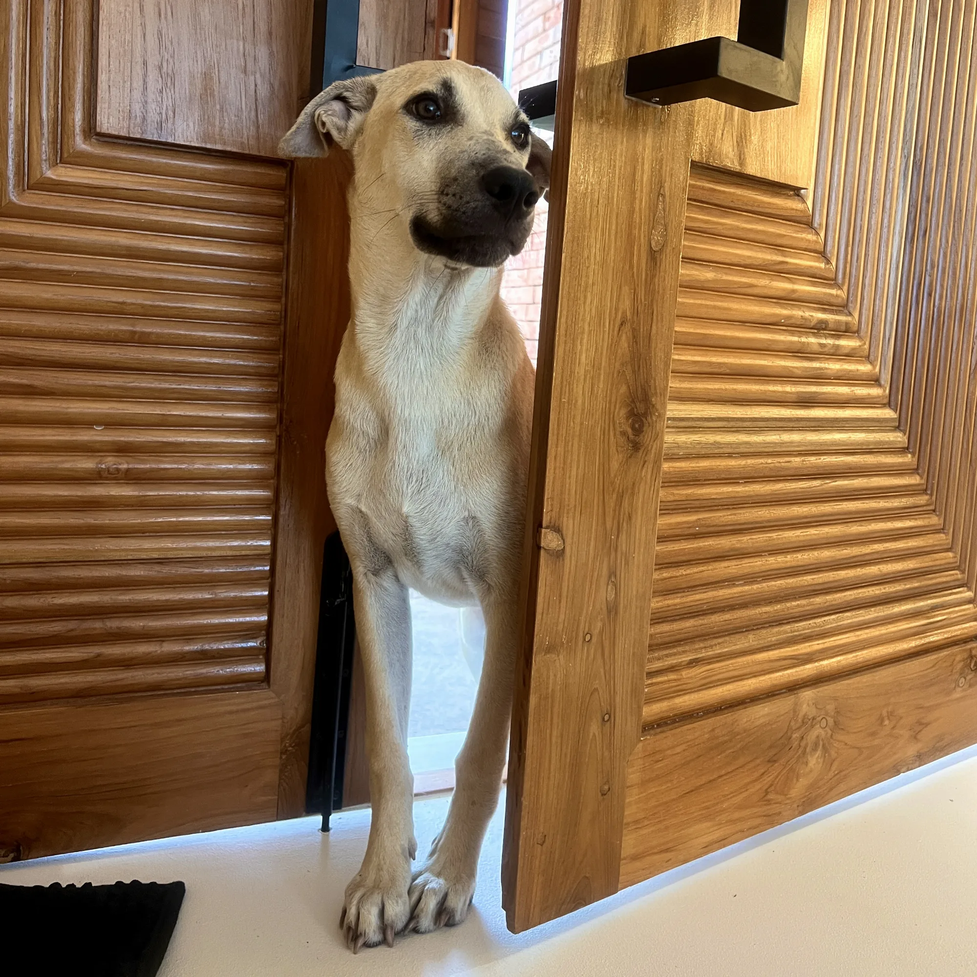 Dog-friendly